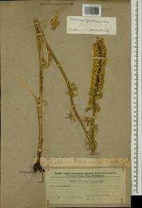 Delphinium szowitsianum Boiss., Caucasus, Azerbaijan (K6) (Azerbaijan)