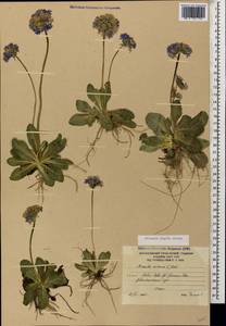 Primula algida Adams, Caucasus, South Ossetia (K4b) (South Ossetia)