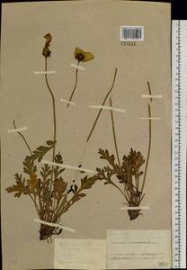 Oreomecon nudicaulis subsp. nudicaulis, Siberia, Altai & Sayany Mountains (S2) (Russia)