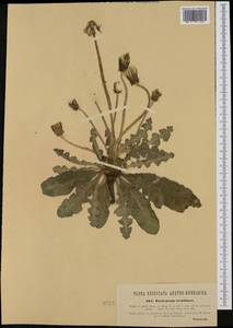 Taraxacum serotinum (Waldst. & Kit.) Poir., Western Europe (EUR) (Austria)