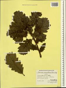 Quercus macranthera Fisch. & C.A.Mey. ex Hohen., Caucasus, Azerbaijan (K6) (Azerbaijan)