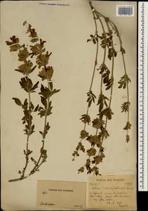 Salvia hydrangea DC. ex Benth., South Asia, South Asia (Asia outside ex-Soviet states and Mongolia) (ASIA) (Iran)