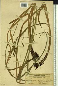 Carex tuminensis Kom., Siberia, Russian Far East (S6) (Russia)