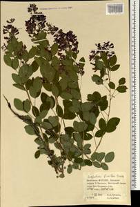 Lespedeza bicolor Turcz., Mongolia (MONG) (Mongolia)