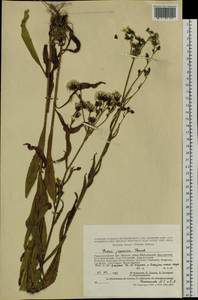 Picris japonica Thunb., Siberia, Altai & Sayany Mountains (S2) (Russia)