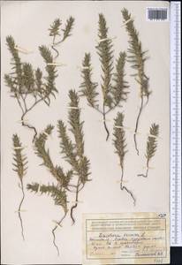 Ziziphora tenuior L., Middle Asia, Northern & Central Tian Shan (M4) (Kazakhstan)