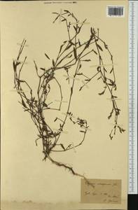 Muehlenbeckia axillaris (Hook. fil.) Walp., Western Europe (EUR) (France)