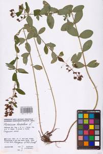 Hypericum hirsutum L., Eastern Europe, Eastern region (E10) (Russia)