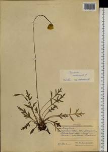 Oreomecon nudicaulis subsp. nudicaulis, Siberia, Yakutia (S5) (Russia)