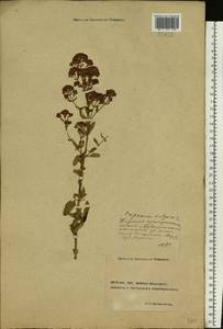 Origanum vulgare L., Eastern Europe, Rostov Oblast (E12a) (Russia)
