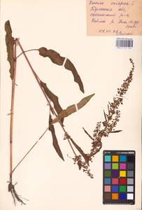 Rumex crispus L., Eastern Europe, Central region (E4) (Russia)