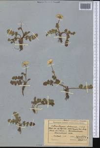 Callianthemum alatavicum Freyn, Middle Asia, Northern & Central Tian Shan (M4) (Kyrgyzstan)