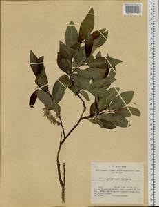 Salix jenisseensis (Fr. Schmidt) B. Floder., Siberia, Altai & Sayany Mountains (S2) (Russia)