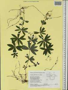 Galium odoratum (L.) Scop., Eastern Europe, Central region (E4) (Russia)