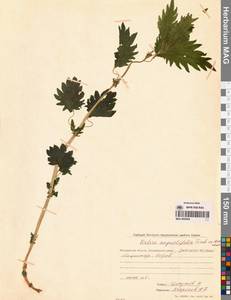 Urtica dioica var. holosericea Fr., Siberia, Chukotka & Kamchatka (S7) (Russia)