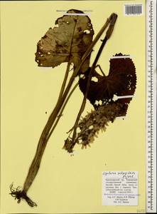 Ligularia subsagittata Pojark., Caucasus, Krasnodar Krai & Adygea (K1a) (Russia)