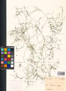 Potamogeton trichoides Cham. & Schltdl., Eastern Europe, Moscow region (E4a) (Russia)