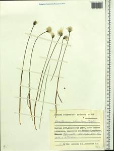 Eriophorum scheuchzeri Hoppe, Siberia, Yakutia (S5) (Russia)