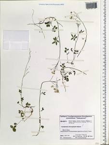 Cardamine microphylla Adams, Siberia, Central Siberia (S3) (Russia)