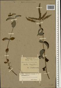 Mentha longifolia (L.) L., Caucasus, Stavropol Krai, Karachay-Cherkessia & Kabardino-Balkaria (K1b) (Russia)