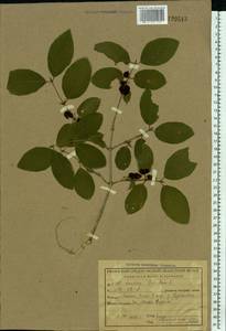 Lonicera xylosteum L., Eastern Europe, Central region (E4) (Russia)