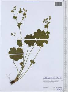 Alchemilla breviloba H. Lindb., Eastern Europe, Central region (E4) (Russia)