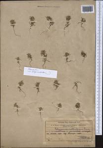 Polygonum bornmuelleri Litv., Middle Asia, Western Tian Shan & Karatau (M3) (Kazakhstan)