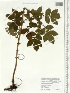Agrimonia pilosa Ledeb., Siberia, Russian Far East (S6) (Russia)