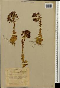 Prometheum sempervivoides (M. Bieb.) H. Ohba, Caucasus, Azerbaijan (K6) (Azerbaijan)
