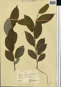 Salix caprea L., Siberia, Russian Far East (S6) (Russia)