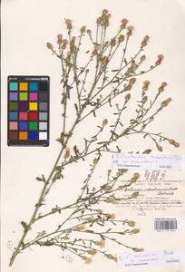 MHA0177044_1, Centaurea stoebe subsp. stoebe, Eastern Europe, North Ukrainian region (E11) (Ukraine)