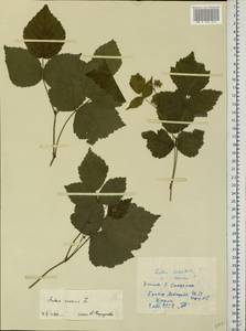 Rubus caesius L., Eastern Europe, Estonia (E2c) (Estonia)
