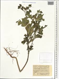 Euphorbia heterophylla L., Africa (AFR) (Seychelles)