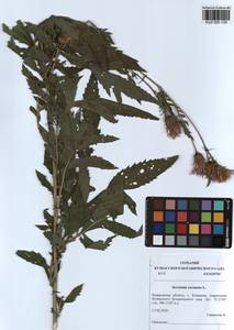 Serratula coronata L., Siberia, Altai & Sayany Mountains (S2) (Russia)