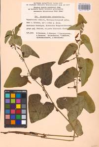 Aristolochia clematitis L., Eastern Europe, North Ukrainian region (E11) (Ukraine)