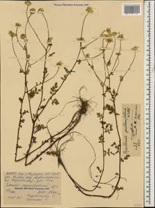 Tanacetum partheniifolium (Willd.) Sch. Bip., Caucasus, North Ossetia, Ingushetia & Chechnya (K1c) (Russia)