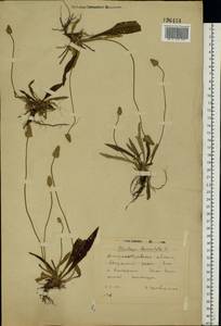 Plantago lanceolata L., Eastern Europe, South Ukrainian region (E12) (Ukraine)