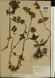 Lamium maculatum (L.) L., Eastern Europe, Moscow region (E4a) (Russia)