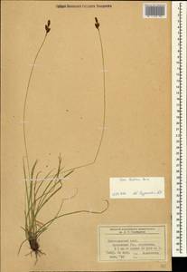 Carex umbrosa subsp. huetiana (Boiss.) Soó, Caucasus, Krasnodar Krai & Adygea (K1a) (Russia)