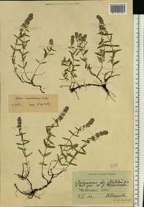 Thymus pannonicus All., Eastern Europe, North Ukrainian region (E11) (Ukraine)