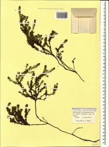 Empetrum nigrum subsp. caucasicum (Juz.) Kuvaev, Caucasus, Krasnodar Krai & Adygea (K1a) (Russia)