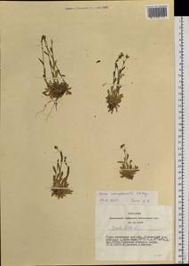 Draba subamplexicaulis C. A. Mey., Siberia, Altai & Sayany Mountains (S2) (Russia)