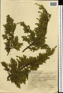 Juniperus communis var. saxatilis Pall., Eastern Europe, Eastern region (E10) (Russia)