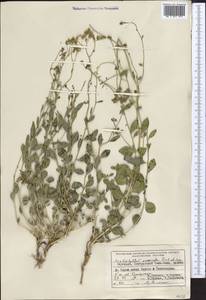 Haplophyllum versicolor Fisch. & C. A. Mey., Middle Asia, Western Tian Shan & Karatau (M3) (Kyrgyzstan)