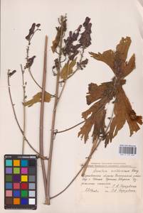 Aconitum lycoctonum subsp. moldavicum (Hacq.) Jalas, Eastern Europe (no precise locality) (E0)
