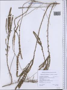 Micromeria juliana (L.) Benth. ex Rchb., Western Europe (EUR) (Greece)