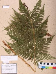 Dryopteris expansa (C. Presl) Fraser-Jenk. & Jermy, Siberia, Altai & Sayany Mountains (S2) (Russia)