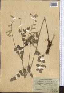 Hedysarum flavescens Regel & Schmalh., Middle Asia, Pamir & Pamiro-Alai (M2) (Tajikistan)