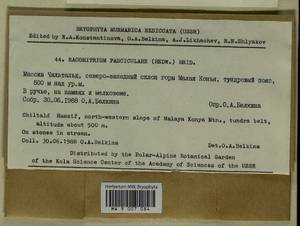 Dilutineuron fasciculare (Schrad. ex Hedw.) Bedn.-Ochyra, Sawicki, Ochyra, Szczecińska & Plášek, Bryophytes, Bryophytes - Karelia, Leningrad & Murmansk Oblasts (B4) (Russia)