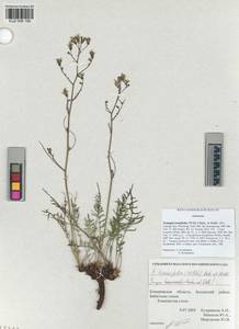 Crepidiastrum tenuifolium (Willd.) Sennikov, Siberia, Altai & Sayany Mountains (S2) (Russia)